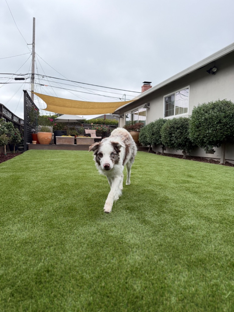 Happy dog running on freshly installed synthetic turf — a Deluxe Building Services completed project